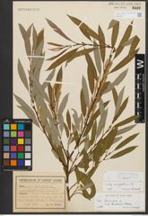 Foto von Salix triandra subsp. amygdalina (L.) Schübl. & G. Martens
